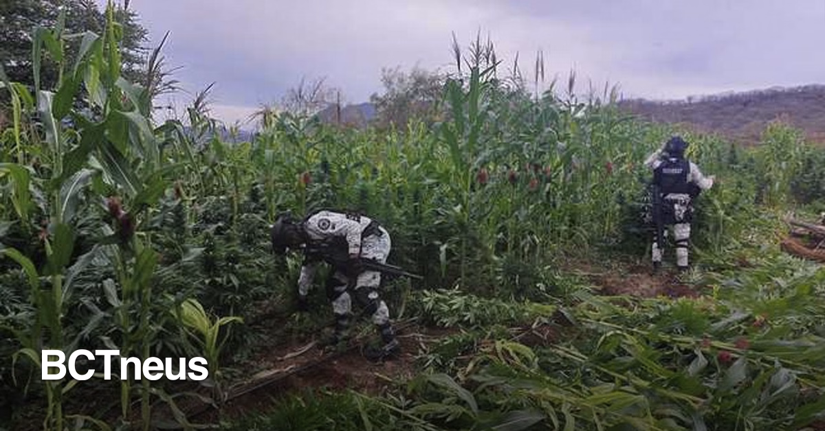 Articulo - 126 plantíos de drogas destruidos en 5 estados diferentes