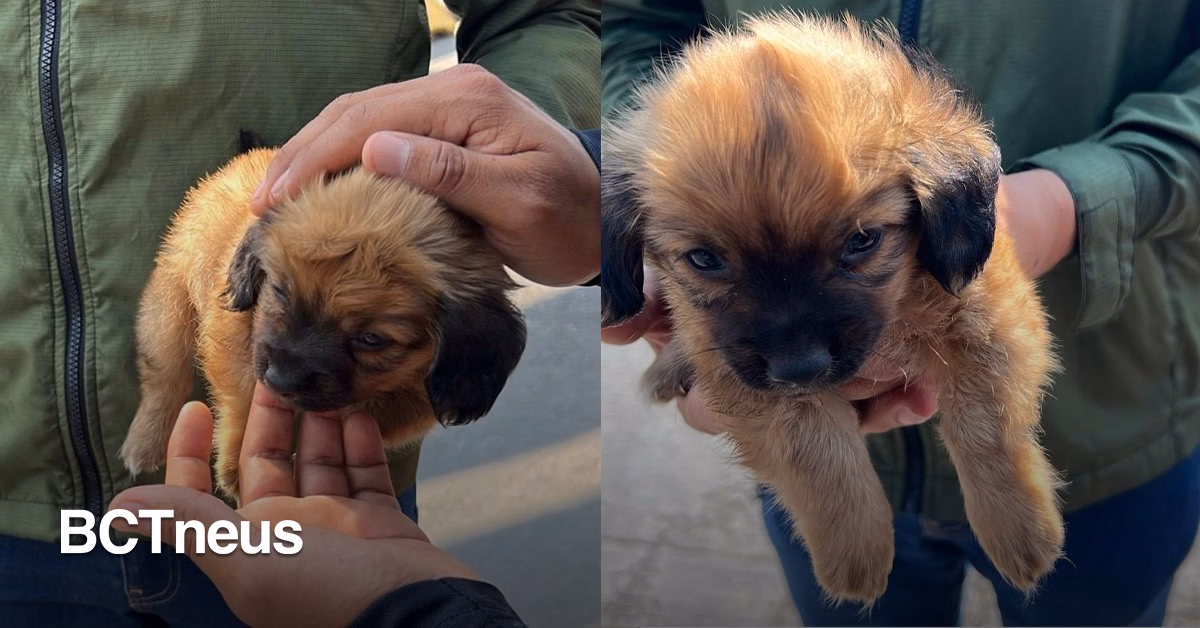 Articulo - Denuncia ciudadana permite el rescate de cachorro en la Garita