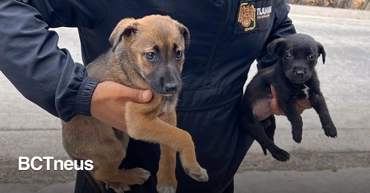 Articulo - Dos cachorros son protegidos por autoridades tras intento de venta ilegal en Tijuana