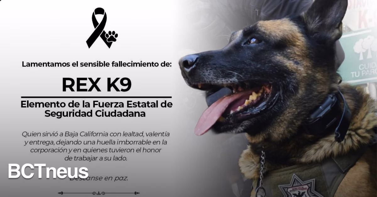 Articulo - "Descansa en paz, Rex": Marina del Pilar reconoce a agente K9 fallecido