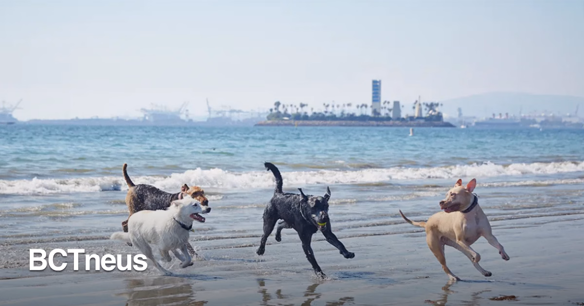 Articulo - Derrame de aguas residuales provoca cierre de playa para perros en San Diego