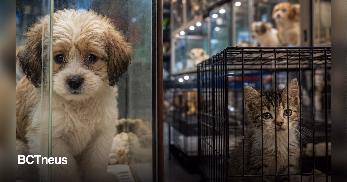 Articulo - Avanza reforma que pone fin a la exhibición de perros y gatos en jaulas y vitrinas