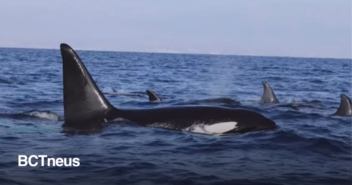Articulo - Sorprende manada de 12 orcas a pasajeros frente a la costa de San Diego