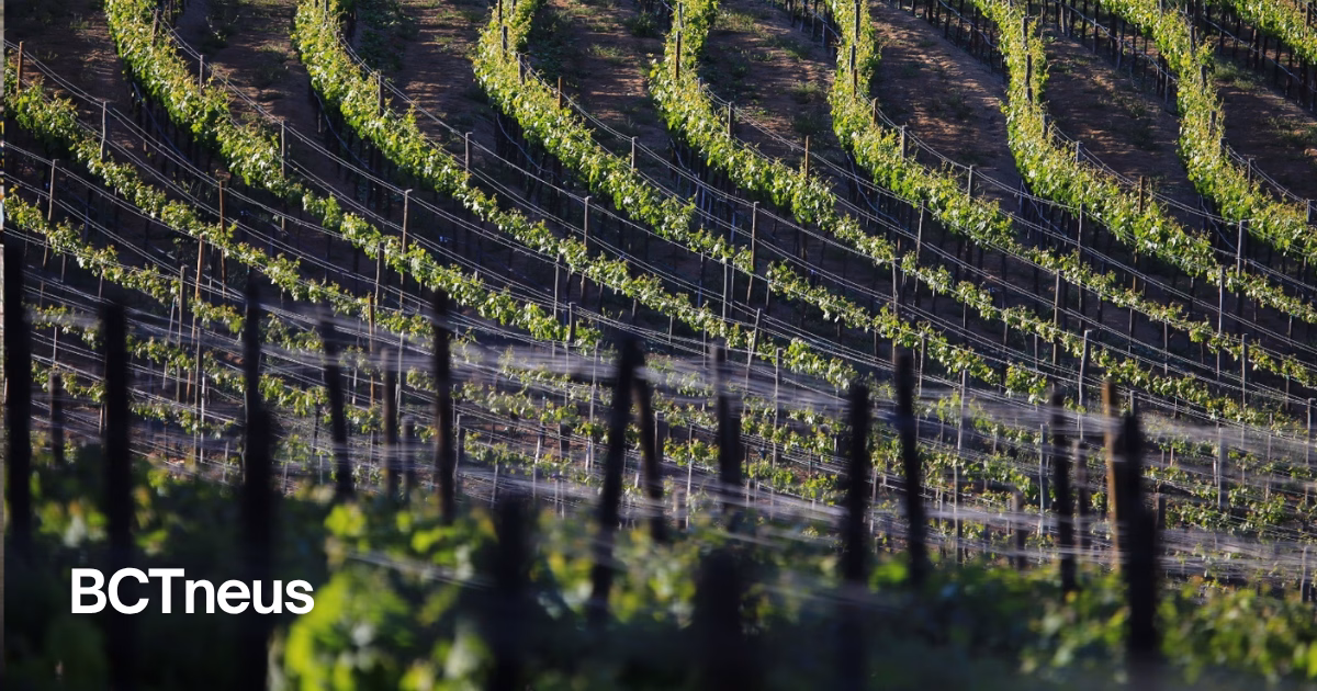 Articulo - El mundo se rinde ante Baja California: Valle de Guadalupe alcanza un nuevo reconocimiento internacional